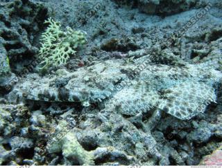 Crocodilefish Cymbacephalus beauforti 1